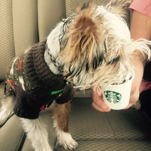 beautiful terrier in a sweater enjoying a puppucino