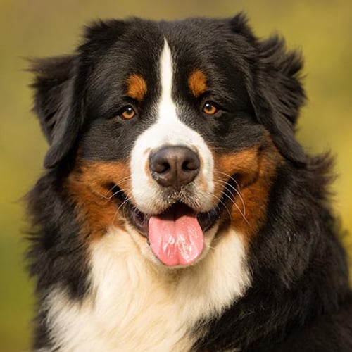 tri-colored Bernese Mountain Dog with tongue out