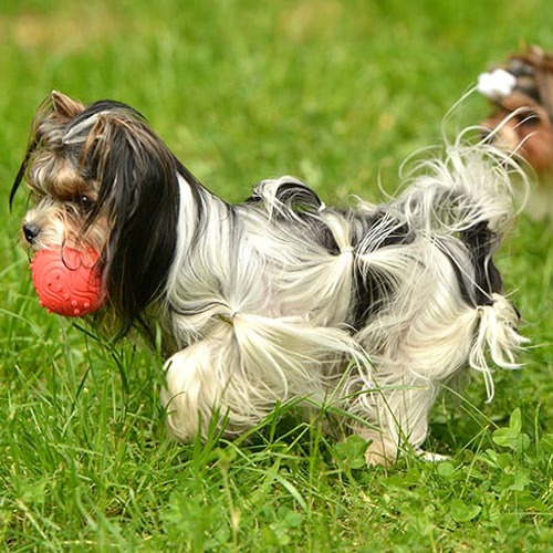 Belton Biewer Terrier with a ball in its mouth