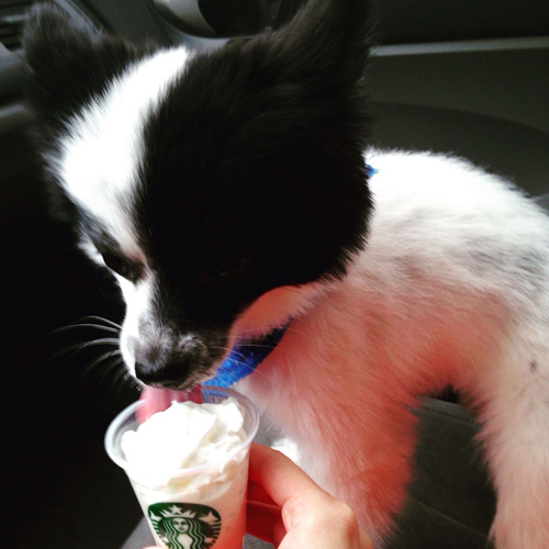 black and white fluffy pup enjoying a Starbucks puppucino