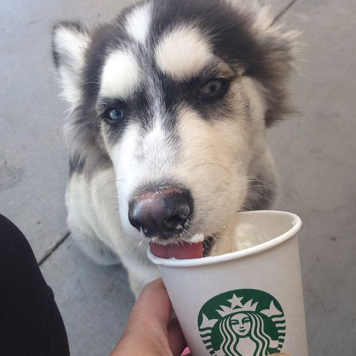 black and white pup enjoying his first puppuccino