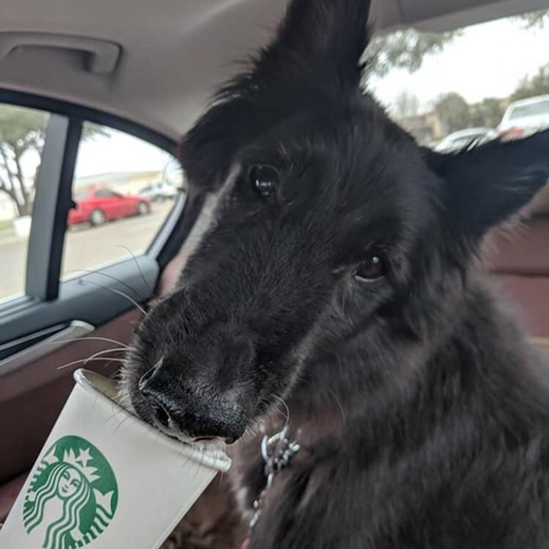 black dog enjoying a puppuccino in a car