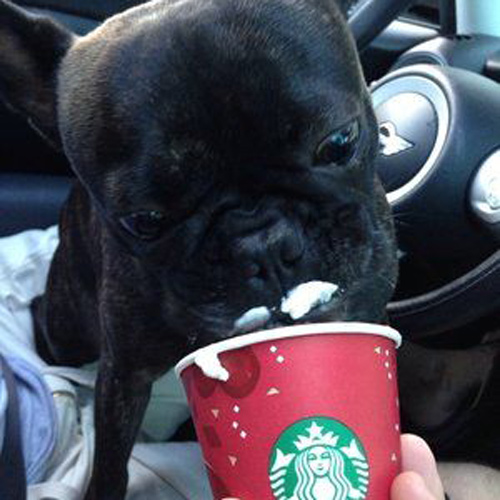 black dog enjoying a puppuccino on a driver’s seat