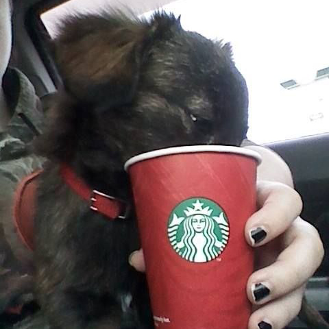 black puppy with head deep into a puppuccino
