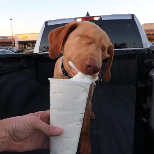 Willie the blind Lab eating a puppucino
