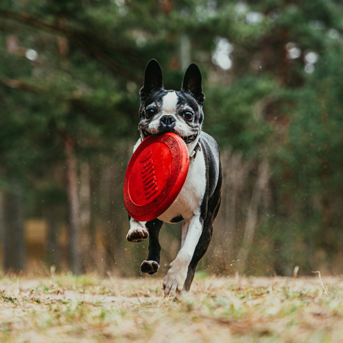 black and white Boston Terrier with a plate in mouth
