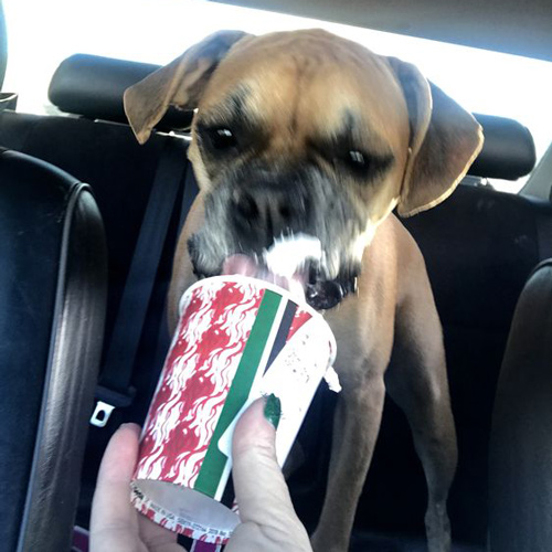 a woman in the car holding a puppuccino cup for her dog