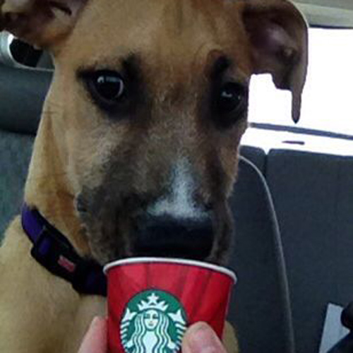 brown doggo with snout in a puppucino