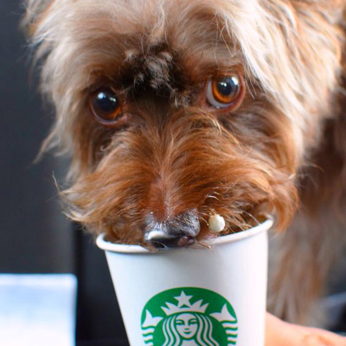 brown pup loving his puppuccino