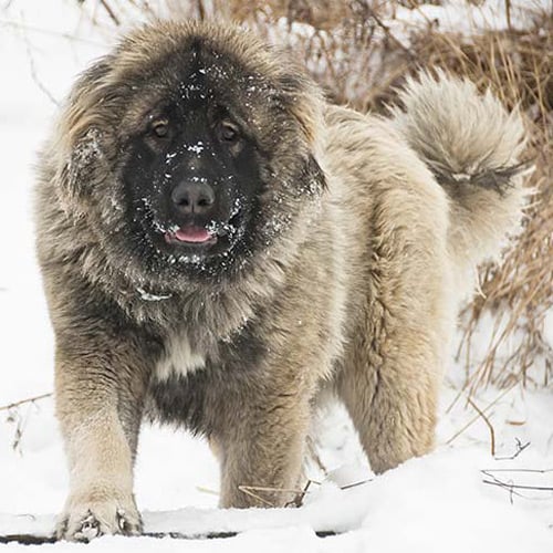 Caucasian Sheepdog in the snow