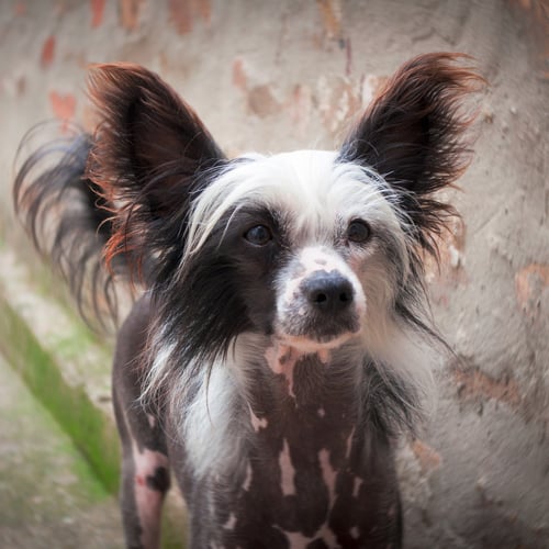 pink-spotted Chinese Crested Dog