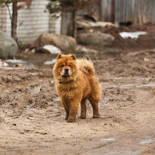 fiery-colored Chow Chow walking