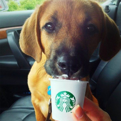 cute brown dog loving a puppuccino treat