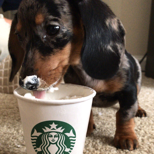 cute Dashschund enjoying a Starbucks puppucino