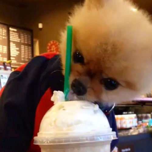 cute pomeranian pup licking a puppuccino