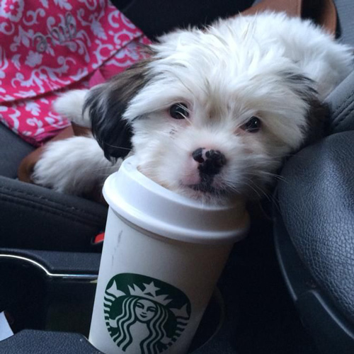cute pup in a car begging for a puppucino