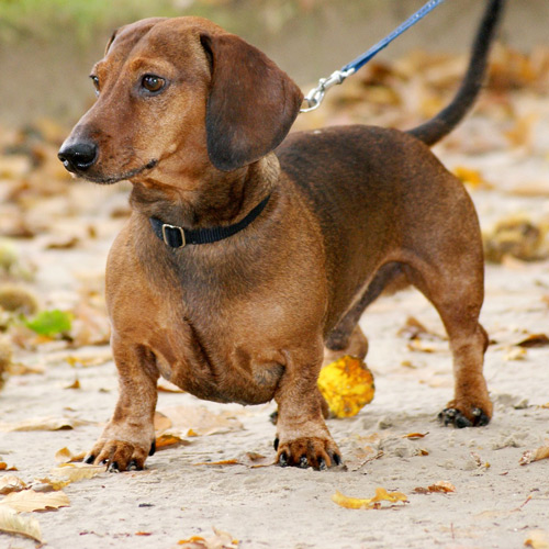 fawn-colored Dachshund walking outdoors