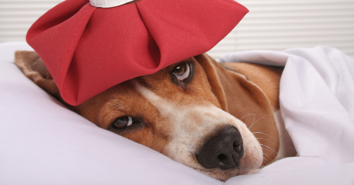 Do Dogs Get Headaches? 5 Surprising Causes to Look Out For