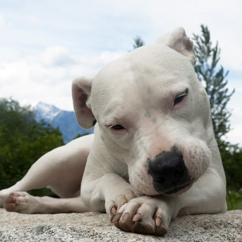 Dogo Argentino on a rock