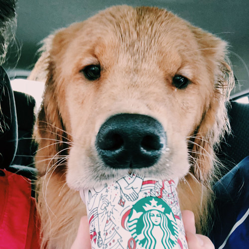 etriever pup with nose in a puppucino