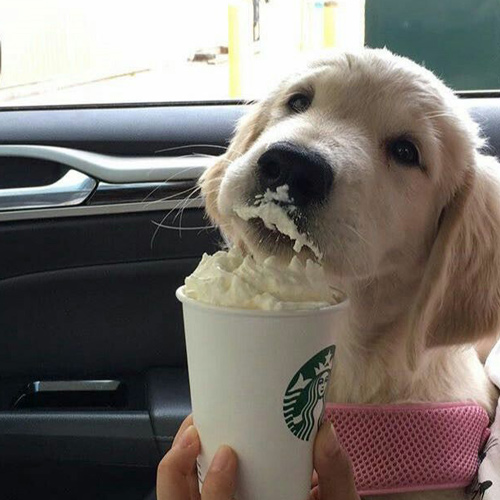 extremely adorable Great Pyrenees puppy eating a puppucino