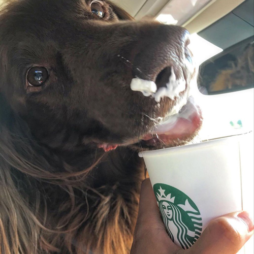 fluffy black dog enjoying a Starbucks puppucino