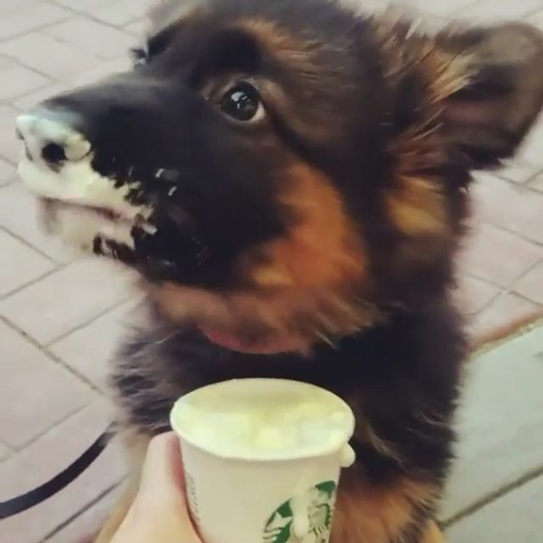German Shepherd pup enjoying a puppuccino
