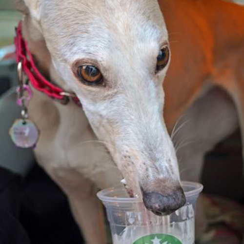 cute greyhound enjoying a puppucino