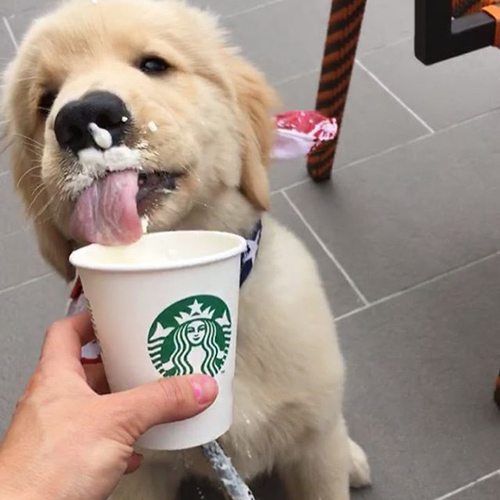 lovable retriever puppy enjoying a puppuccino