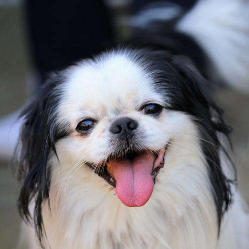 Japanese Chin with tongue out