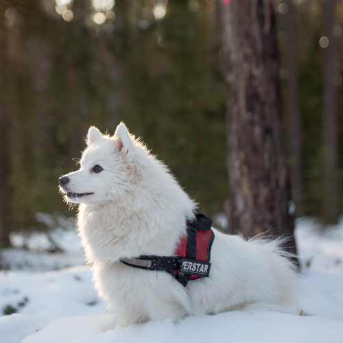 white Japanese Spitz in the snow