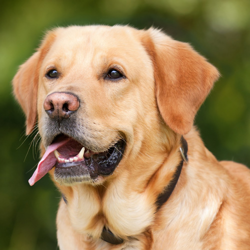 Labrador Retriever with tongue out