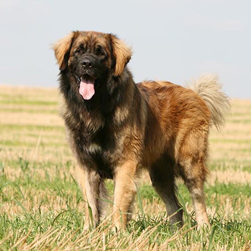 sand-colored Leonberger in the field