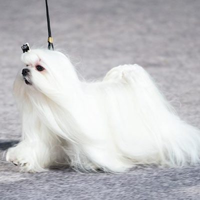 Maltese on a leash