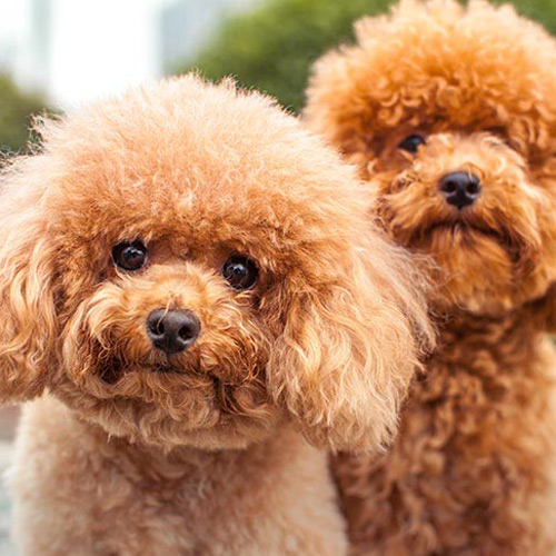 two Miniature Poodles, brown