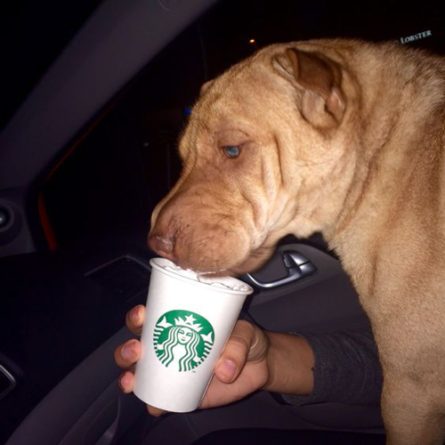 person feeding puppuccino to a brown dog