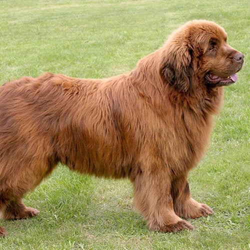 fiery-colored Newfoundland in the field