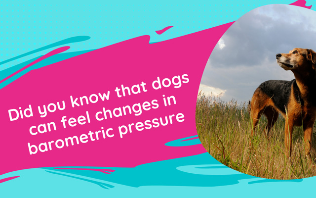 dog feel barometric pressure