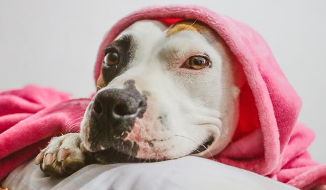 pit bull covered with pink blanket - nanny dog