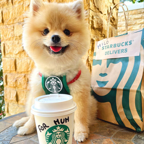 pomeranian pup named Milo excited for a puppucino