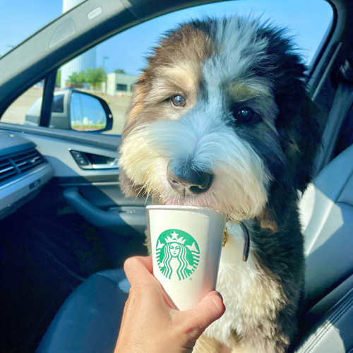 poodle excited for a puppuccino treat