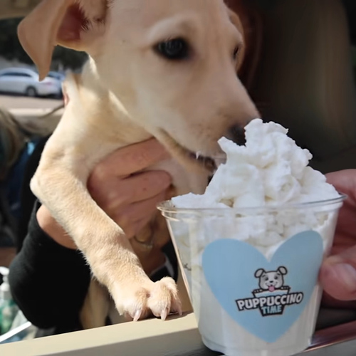 puppucino time with adorable brown chihuahua