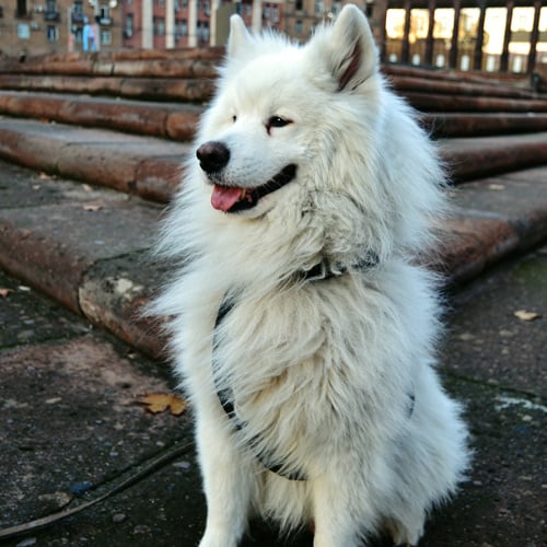 smiling white Samoyed on a rooftop