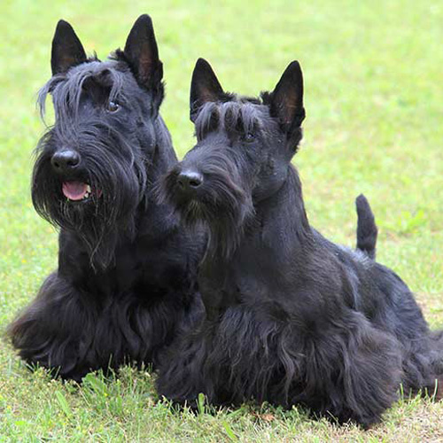 two black Scottish Terriers on a grass