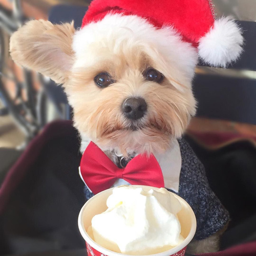 super adorable maltese pup with bowtie and a puppucino
