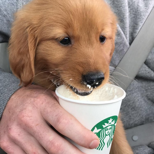 super cute golden retriever puppy enjoying a puppucino