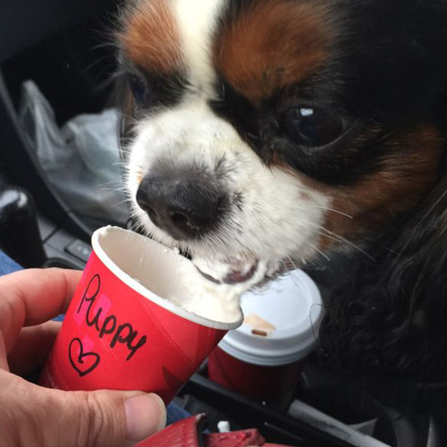 super cute pup eating a puppuccino