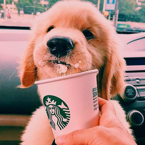 super cute retriever pup eating a puppucino