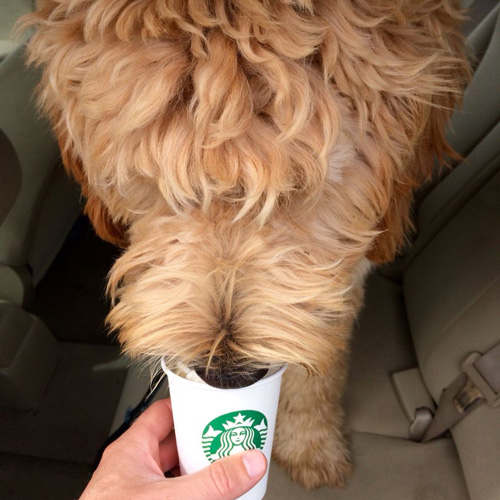 super fluffy brown doggo lapping up a Starbucks puppucino