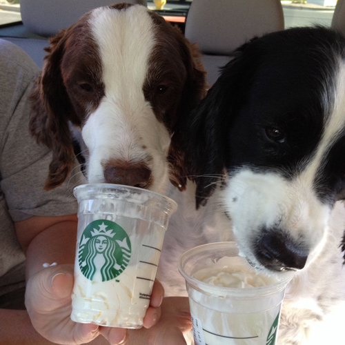two doggies enjoying their Starbucks puppucinos